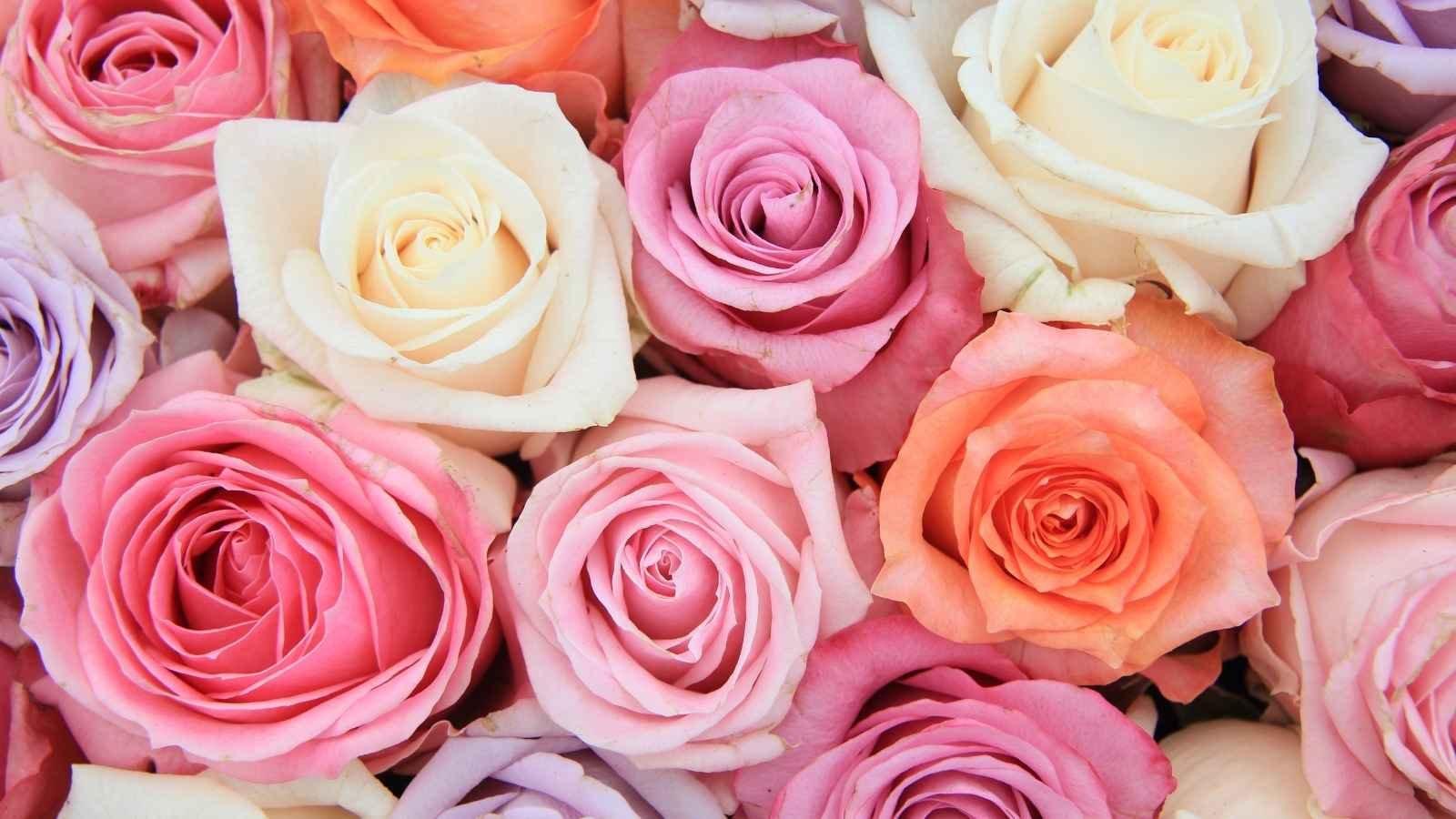 Fleurs Maroc